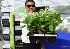 One of the growers that is using the Sure Root Pop Bottom of T.O. Plastics on large scale is Bailey Nurseries.